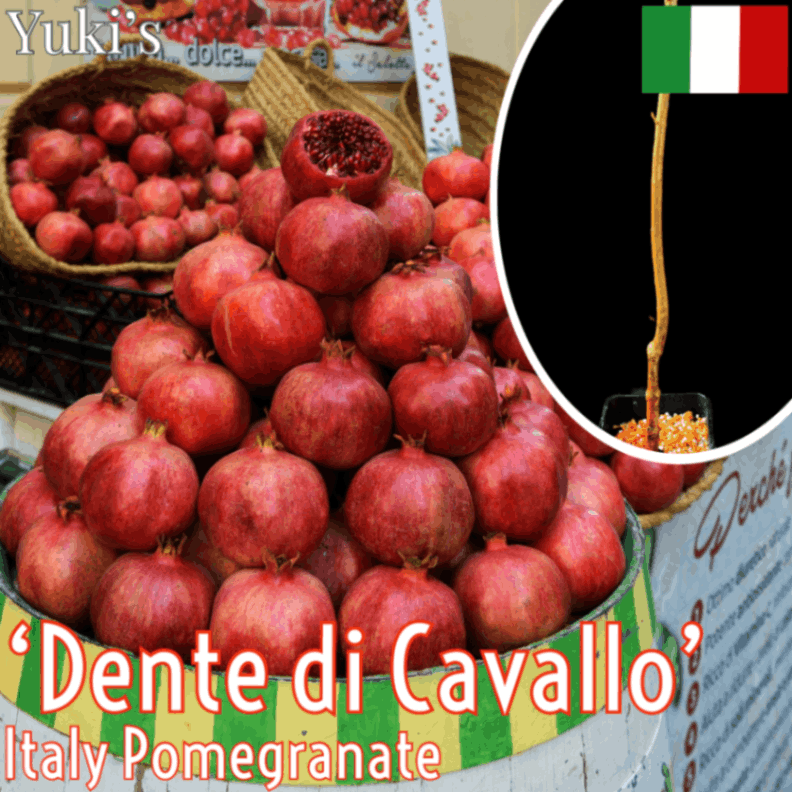 ザクロ 苗[品種:デンテ・ディ・カヴァッロ] Pomegranate ‘Dente di Cavallo‘/予約商品:生産完了次第発送