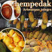 ������ڥ��å�(���ѥ�ߥ�) ���[Ǯ�Ӳ̼�]Artocarpus integra/ͽ����:������λ����ȯ��