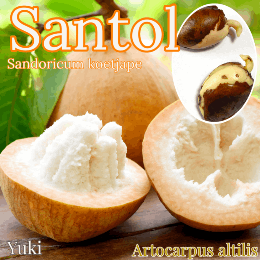 サントル(サントール) 発根種子[熱帯果樹] Sandoricum koetjape