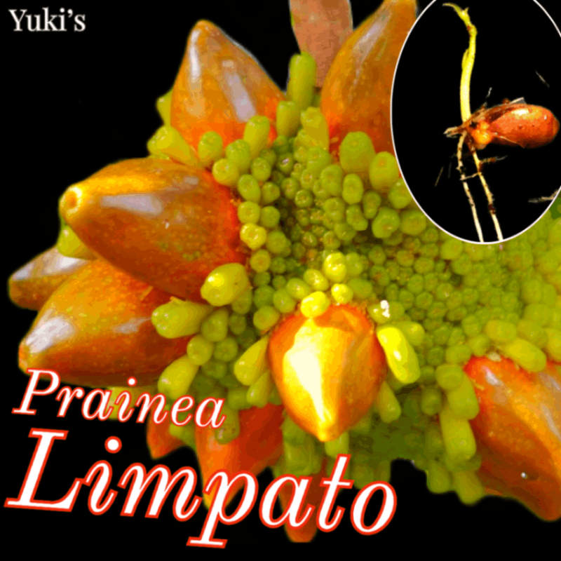 ジャックフルーツ、パンノキ各種苗 プライネア・リンパト、ケスス