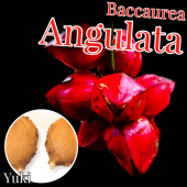 �Хå����쥢�����󥰥顼�� ���,ȯ�����[����Ǯ�Ӳ̼�]Baccaurea angulata