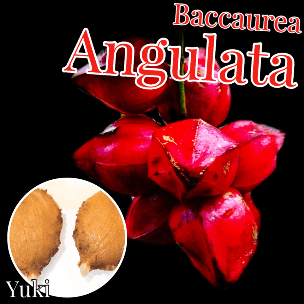 バッカウレア・アングラータ 種子,発根種子[希少熱帯果樹]Baccaurea angulata-Yuki’s Plants Nursery