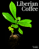٥ꥫҡΥ [ͭѿʪ/ɥ󥯤θ]Coffea liberica/ͽ:λȯ