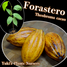 ������ ��[�ʼ�:�ե��饹�ƥ�]Theobroma cacao ��Forastero��/ͽ����:������λ����ȯ��
