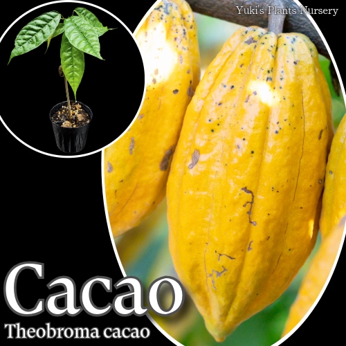 カカオ 苗[品種:トリニタリオ イエロー]Theobroma cacao ‘Trinitario’