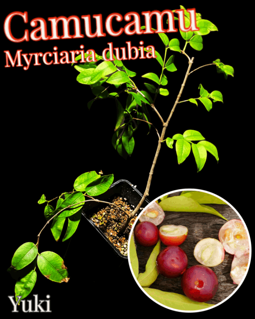 カムカム 中苗[スーパーフード]Myrciaria dubia