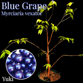�֥롼�����졼�� ��[Ǯ�Ӳ̼�]Myrciaria vexator