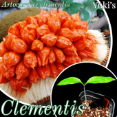 ������ƥ��� ��[Ǯ�Ӳ̼�]����ȥ���ץ���������ƥ��� Artocarpus clementis