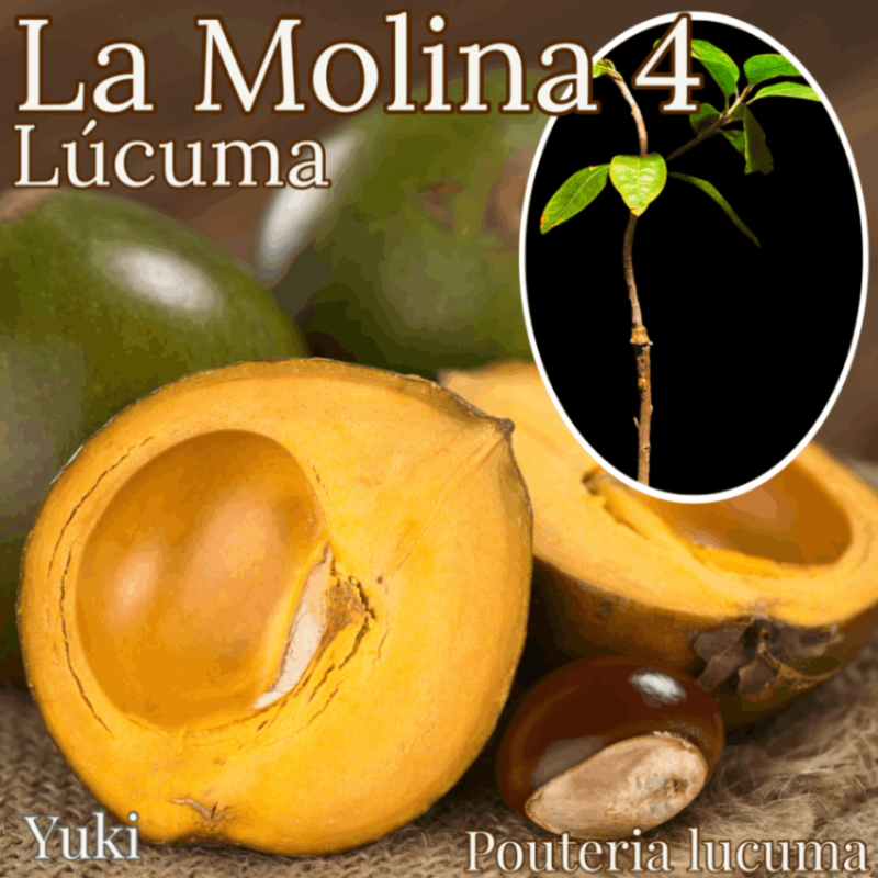 スーパーフード・ルクマ（ Lcuma ）接木 特大苗 ルクマ 接木苗[品種:ラ