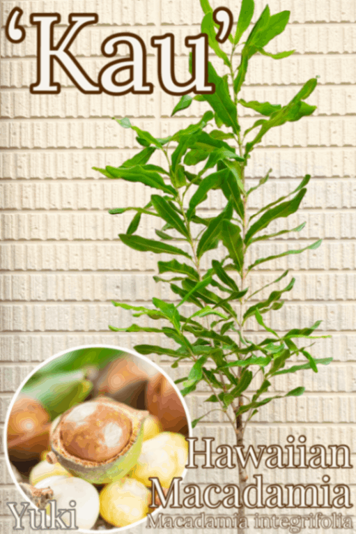 マカダミア 接木苗[品種:カウ(344)] Macadamia integrifolia ‘Kau’(‘334’)