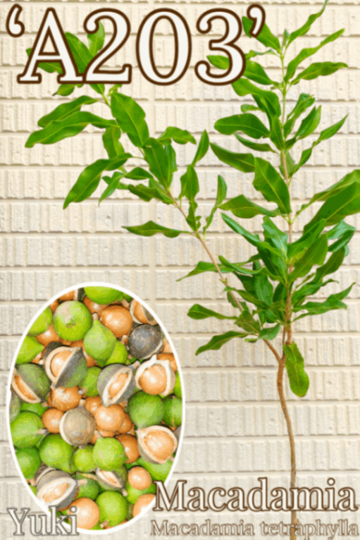 マカダミア 接木苗[品種:A203] Macadamia integrifolia ‘A203’