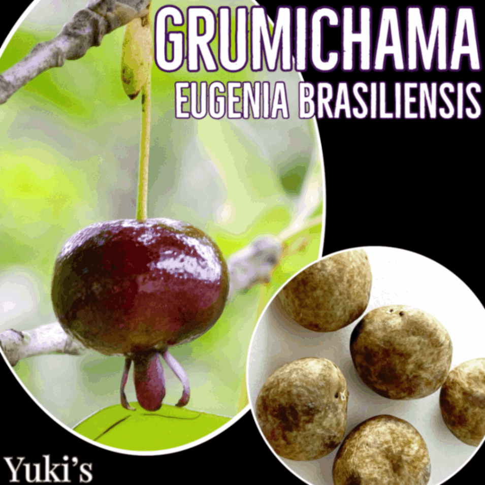 グルミチャマ 種子[熱帯果樹]Eugenia brasiliensis