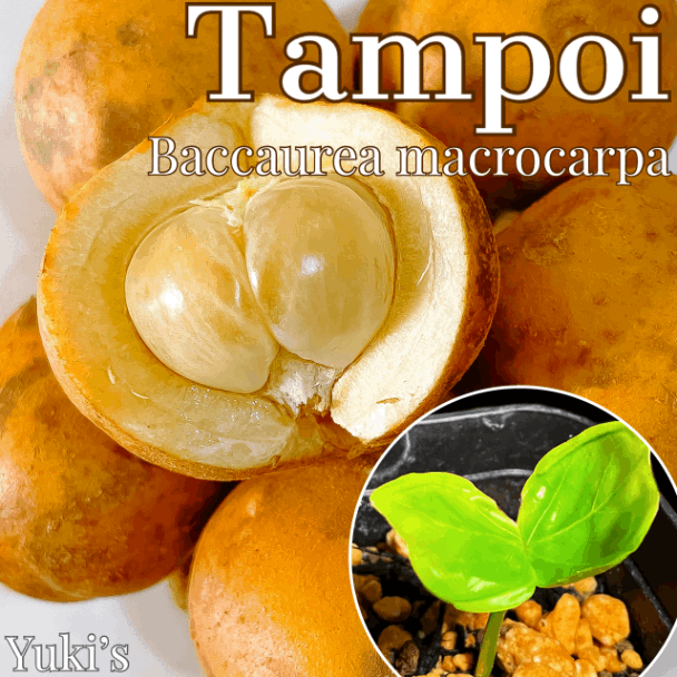 タンポイ(オオミタンポイ) 苗[希少熱帯果樹]Baccaurea macrocarpa