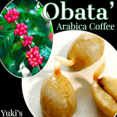 ӥҡ [ʼ:Х]Coffea arabica Obata