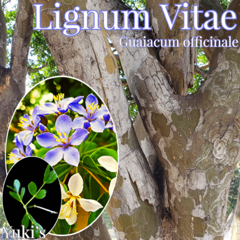 �ꥰ�ʥࡦ�Х��� ���[������Ť��Ť���]Guaiacum officinale