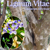 ꥰʥࡦХ [ŤŤ]Guaiacum officinale