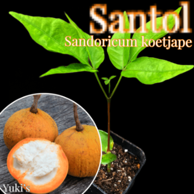 サントル(サントール) 苗[熱帯果樹] Sandoricum koetjape