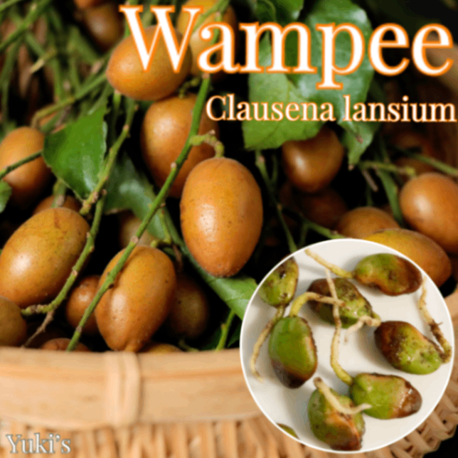 ワンピ 発根種子,苗(予約商品)[耐寒性熱帯果樹]/Clausena lansium