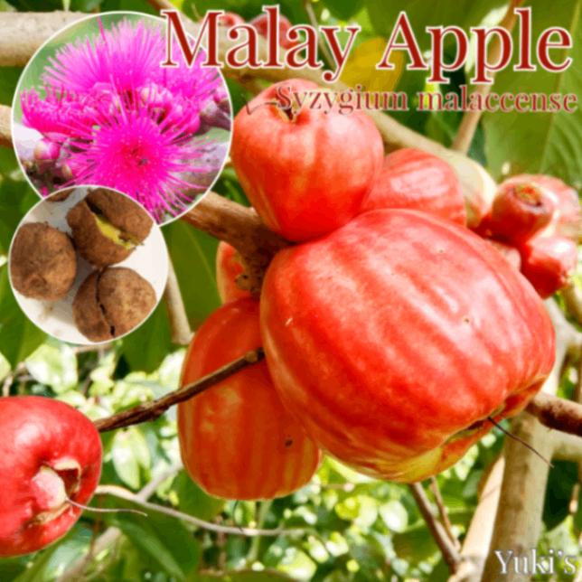 マレー・アップル 発根種子[熱帯果樹]/Syzygium malaccense