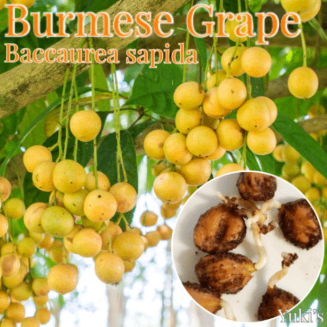 バーミーズ・グレープ 発根種子[熱帯果樹]/Baccaurea sapida