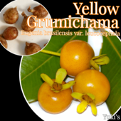 ߥ ȯ[ǮӲ̼]/Eugenia brasilensis var. leucocephala