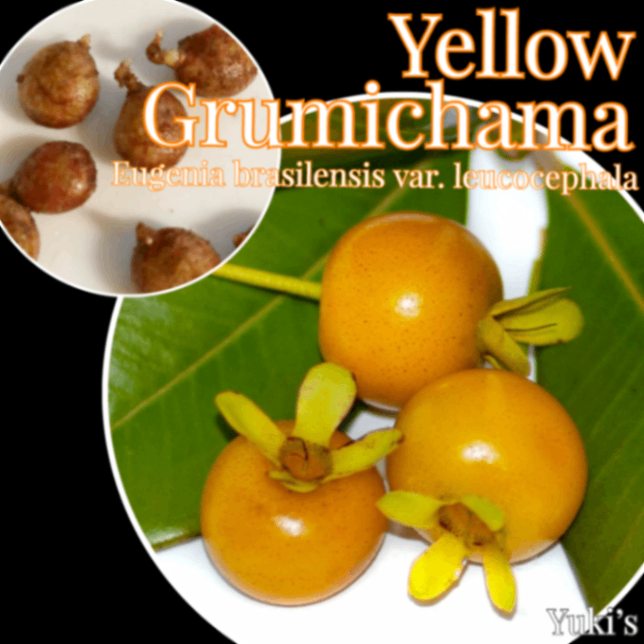 イエロー・グルミチャマ 発根種子[熱帯果樹]/Eugenia brasilensis var