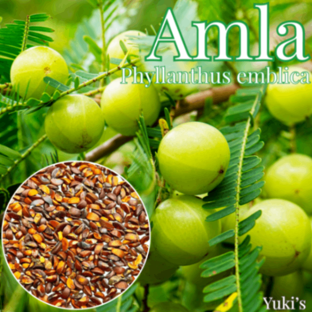 アムラ 種子[熱帯果樹]Phyllanthus emblica/予約商品:九月初旬以降発送