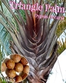 �ȥ饤���󥰥롦�ѡ��� ���[�Ѵ����䥷]Dypsis decaryi