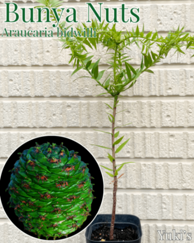 ブンヤ・ナッツ 苗[巨大松ボックリ] Araucaria bidwilli