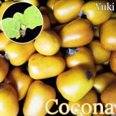  [ǮӲ̼]Solanum sessilifolium