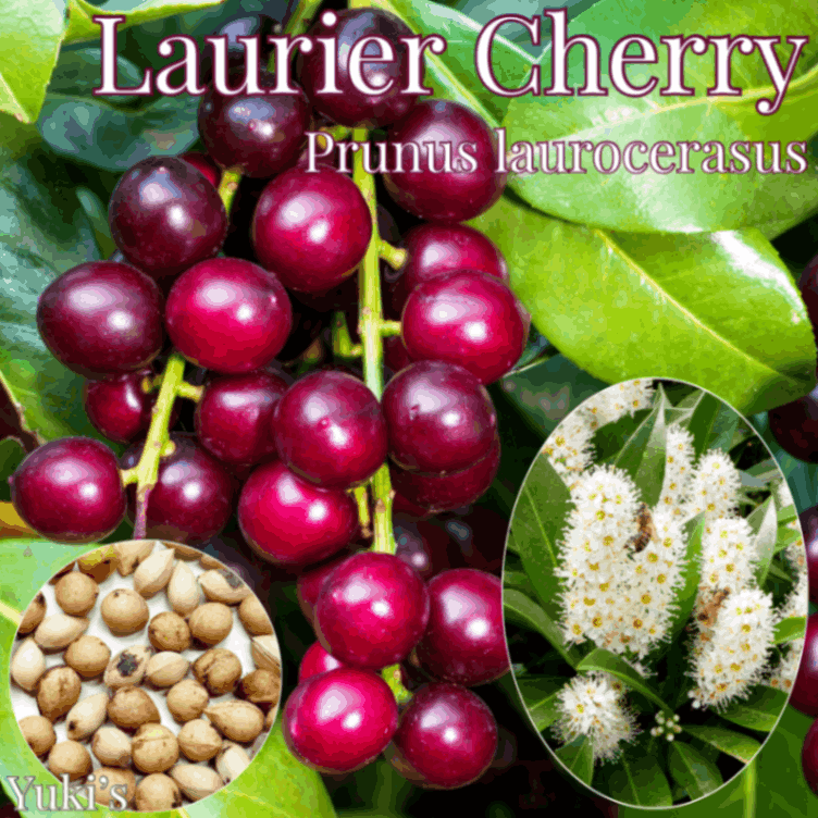 ローリエ・チェリー 種子[イングリッシュ・プランツ]Prunus laurocerasus
