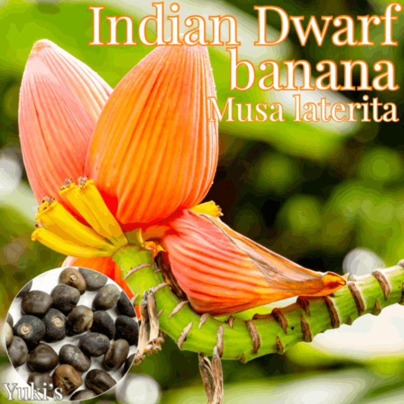 ����ǥ����󡦥ɥ�ա��Хʥ� ���[�磻��ɥХʥ�]Musa laterita