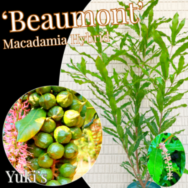 マカダミアナッツ種苗ならユーキーズ