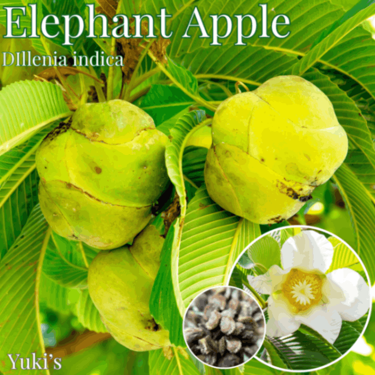 バナナエレファント