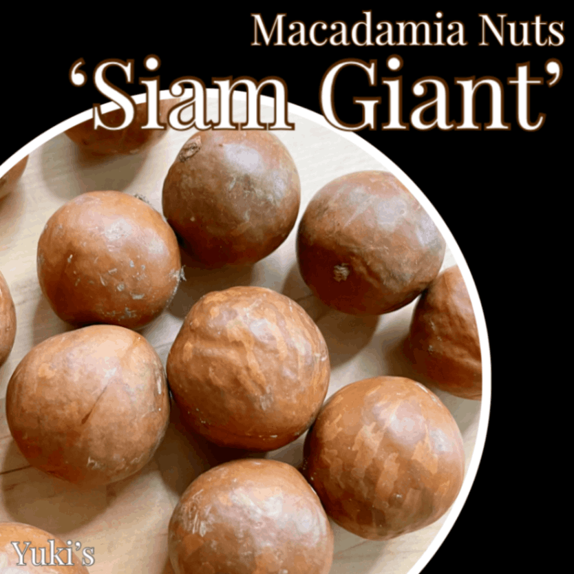 マカダミア 種子[品種:サイアム・ジャイアント]Macadamia sp. ‘Siam Giant’