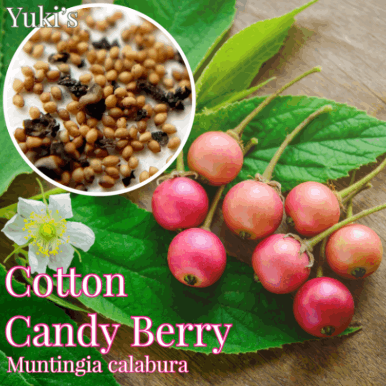 ���åȥ󥭥��ǥ������٥꡼ ���[Ǯ�Ӳ̼�]Muntingia calabura