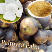 ѥߥ䥷 [ѥ䥷]Borassus flanellifer