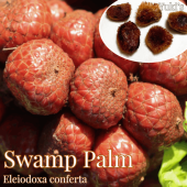 �����ץѡ��� ���[��������äѤ����ѥ䥷]Eleiodoxa conferta