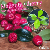ޥ󥿡꡼ [ѴǮӲ̼]Syzygium paniculatum