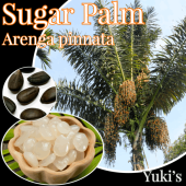 奬ѡ [ѥ䥷]Arenga pinnata