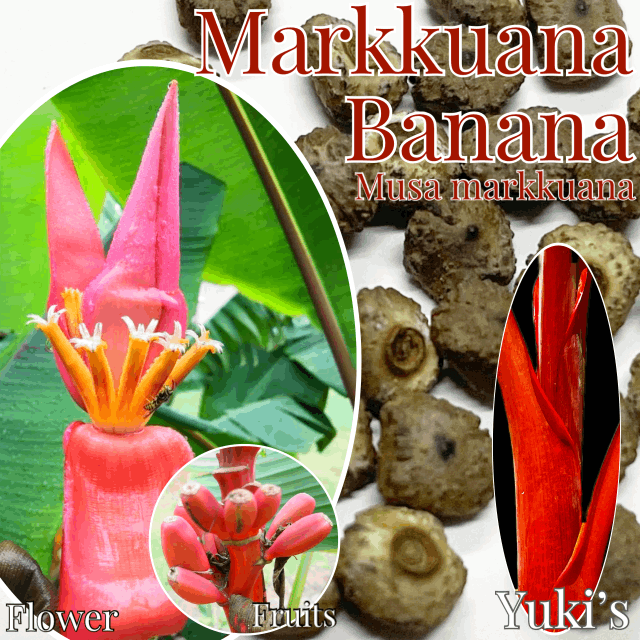 マルクアナ・ベルチナバナナ 種子[耐寒性バナナ,レアバナナ]Musa velutina subsp. Markkuana