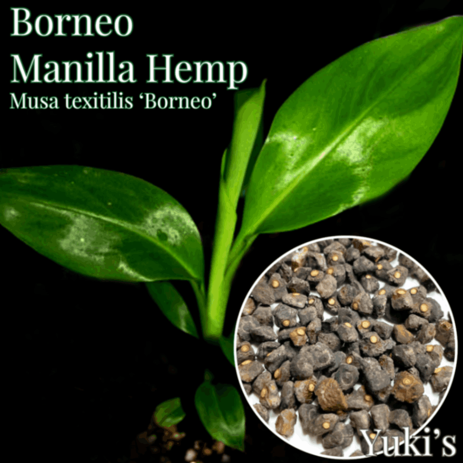 ボルネオ マニラヘンプ 種子[ワイルドバナナ,マニラ麻]Musa textilis 'Borneo'