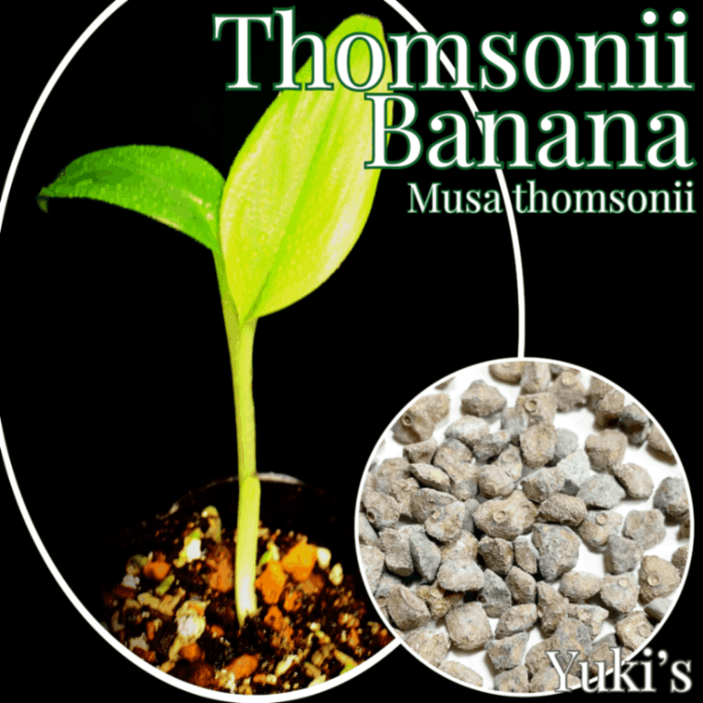 トムソンズバナナ 種子[耐寒性バナナ]Musa thomsonii