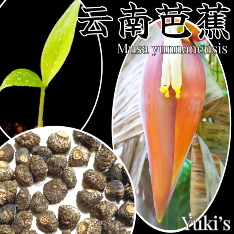 ����ʥ�Хʥ� ���[�Ѵ����Хʥ�]Musa yunnanensis