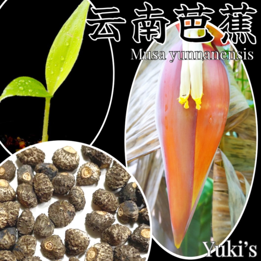 ウンナンバナナ 種子[耐寒性バナナ]Musa yunnanensis