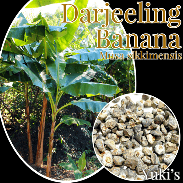 ダージリンバナナ 種子[耐寒性バナナ]Musa sikkimensis