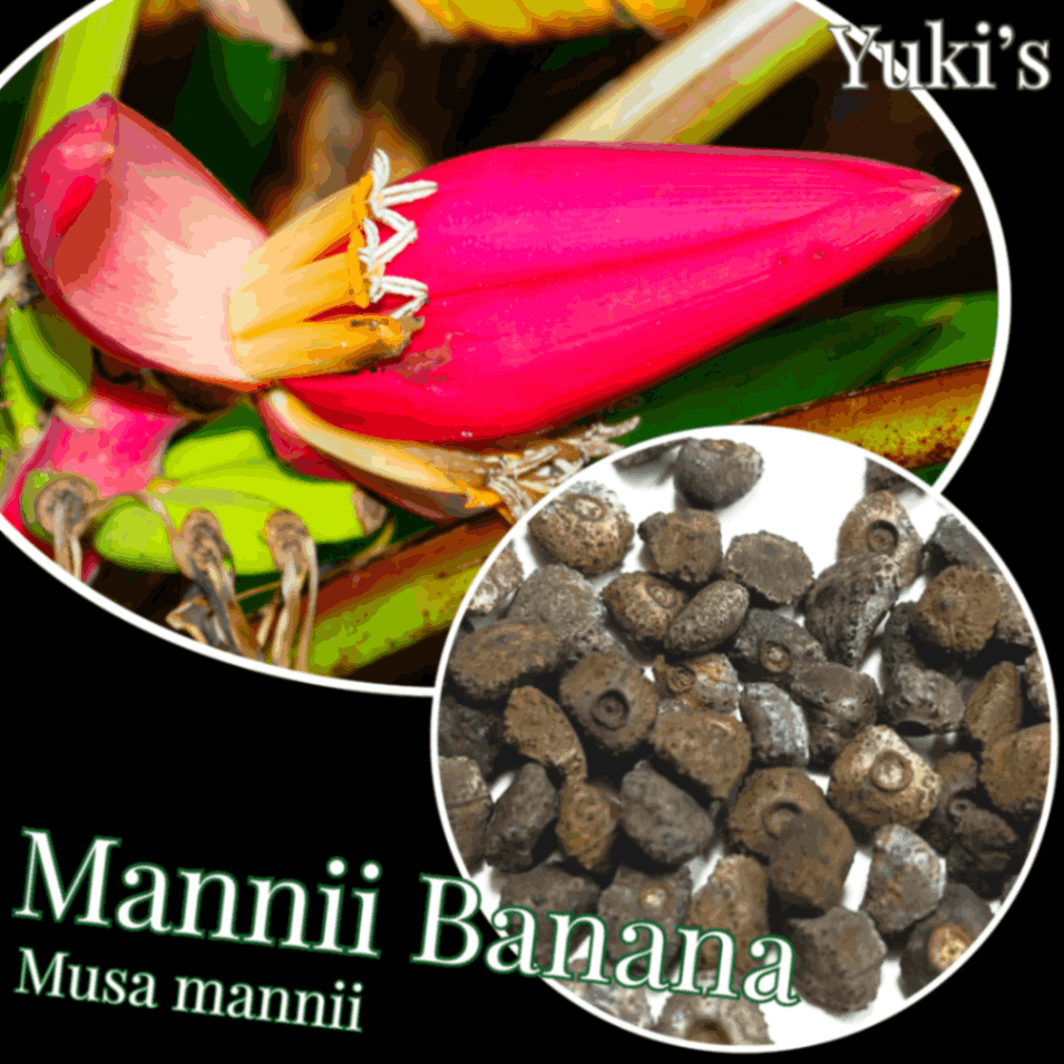 マンニーバナナ 種子[ワイルド・バナナ]Musa mannii