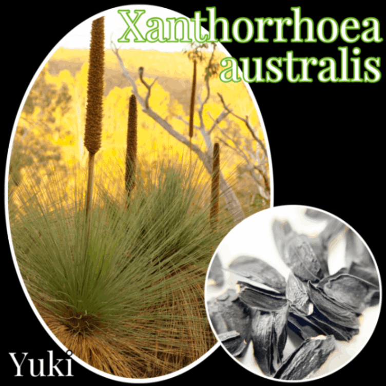 ������ȥ��������������ȥ�ꥹ ���[���饹�ĥ꡼]Xanthorrhoea australis