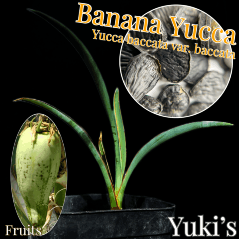 ユッカ・バナナスプリット（Yucca 'Banana Split'） 現品発送】ユッカ