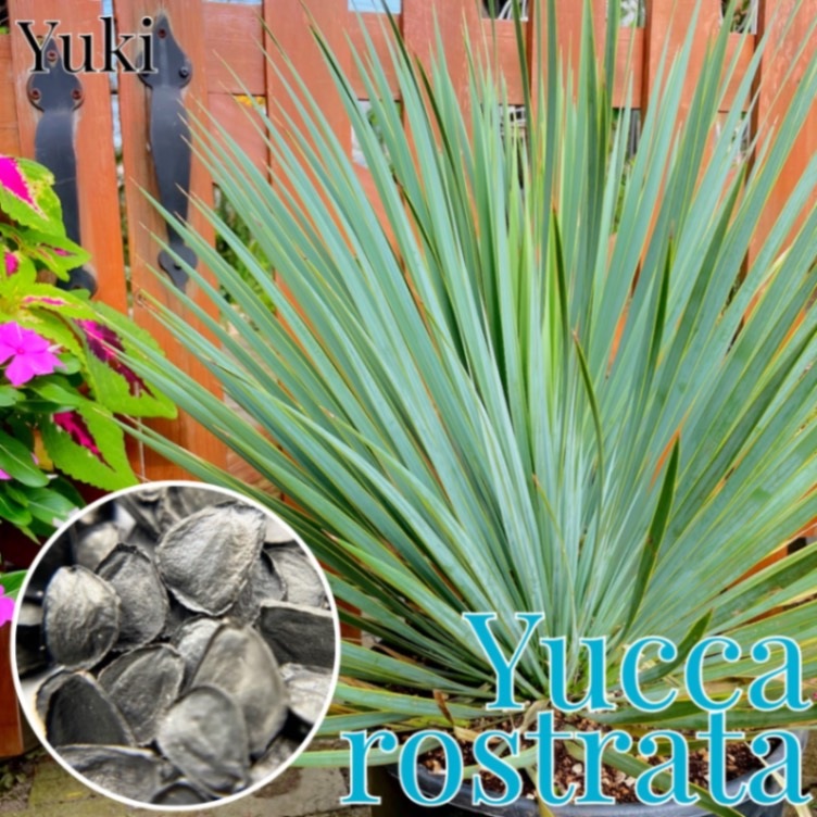åȥ顼 [տʪ]Yucca rostrata/λȯ